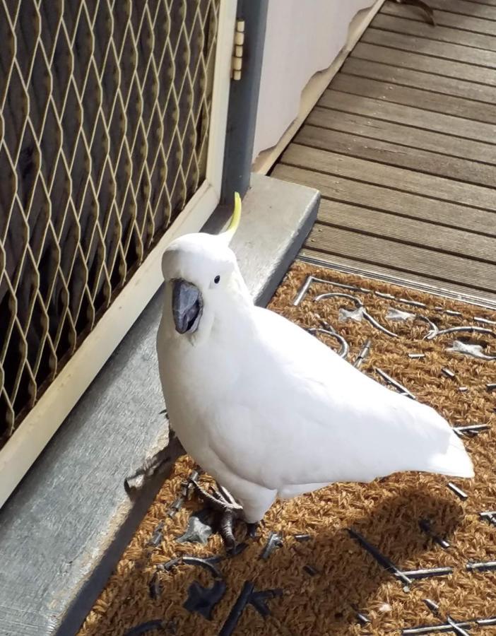 Cockatoo Cabin 홀스갭 외부 사진